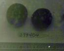 Click for 1 image(s) for this accession. FRUIT